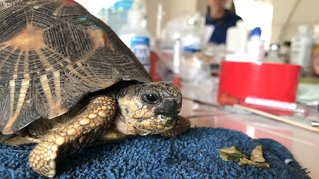【Mass】Cruising Tortoise Pace mqdefault.jpg
